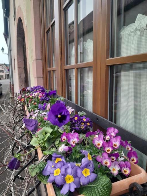 Gite Boniface Pour 2 Pers Bergheim Ngoại thất bức ảnh